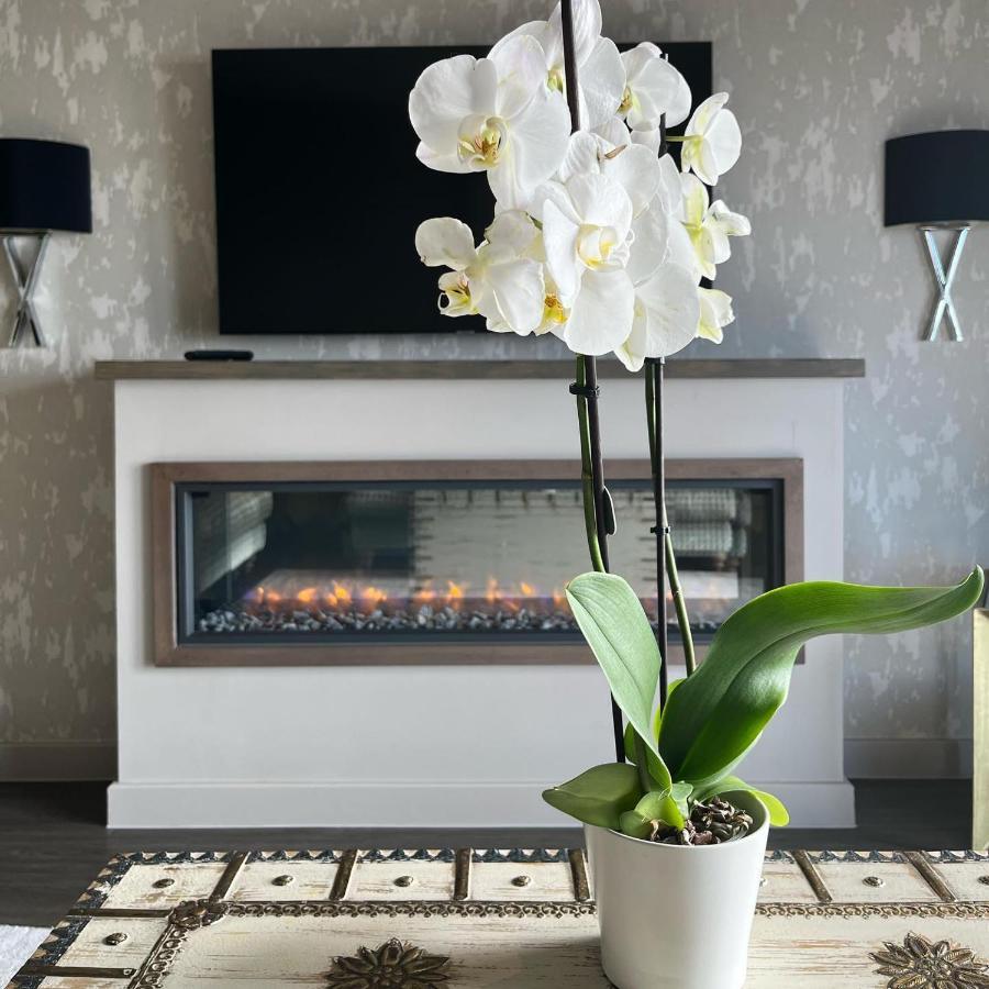 Boulevard Hotel 블랙풀 외부 사진 A white orchid in a living room